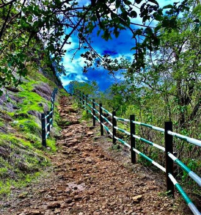 Jungle walking trail under blue skies